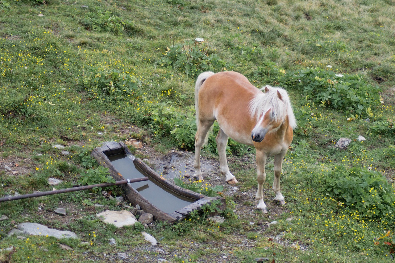 Image - haflinger kaltblut south tyrol