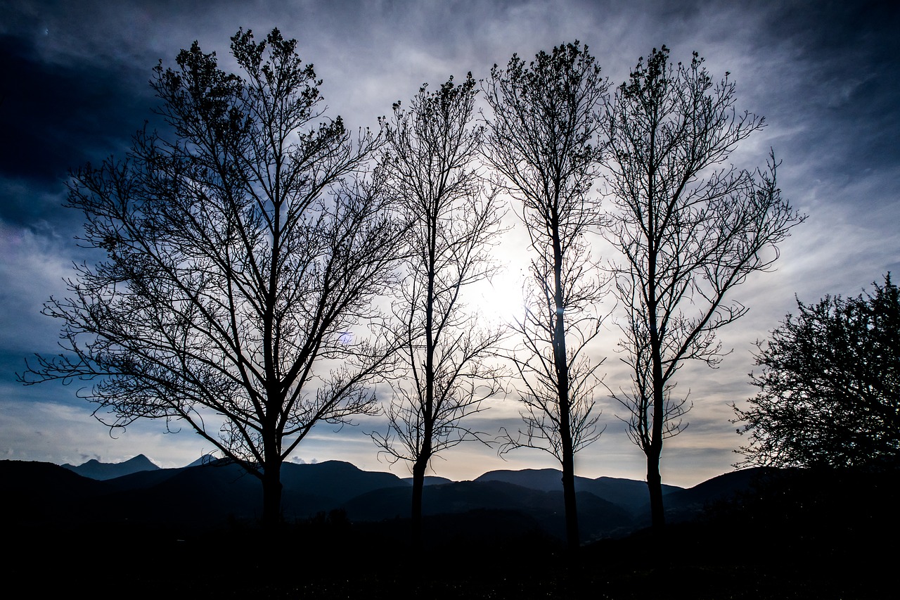 Image - mountain highland tree plant