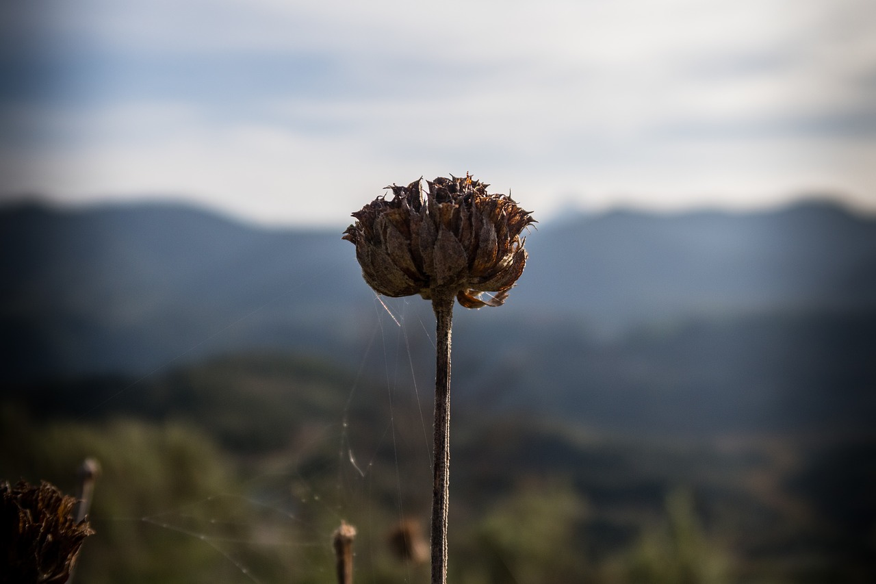 Image - dry flower plant spider web