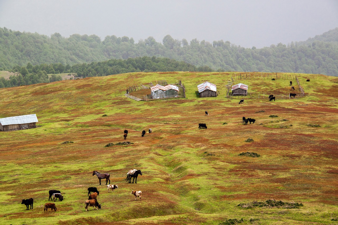 Image - green grass lawn highland mountain