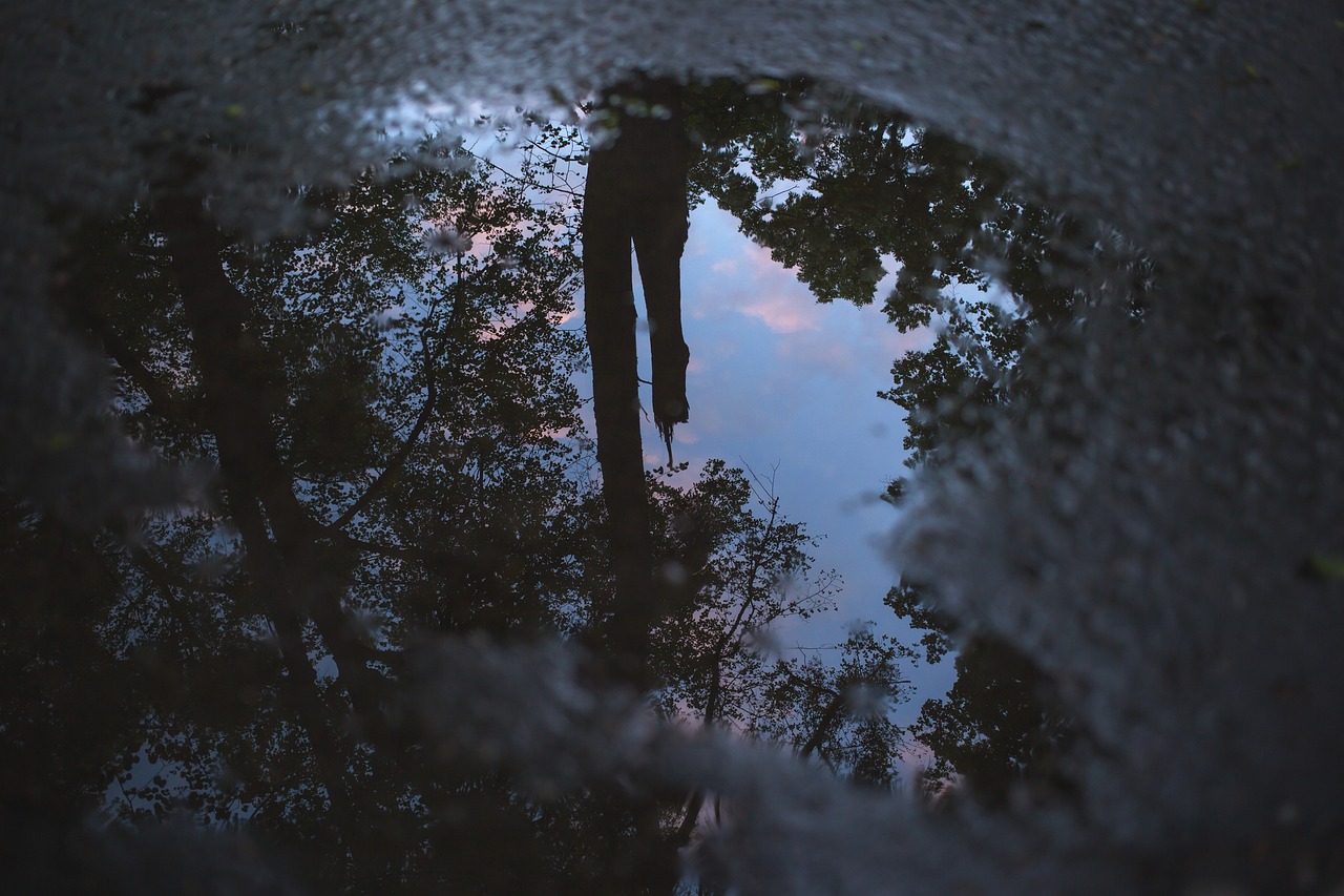 Image - sky cloud dark tree plant water