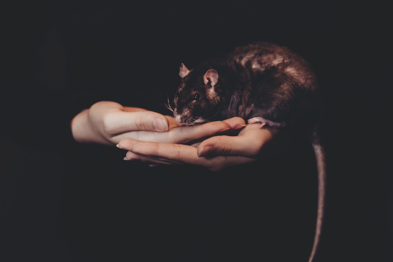 Image - dark rat mouse animal hand