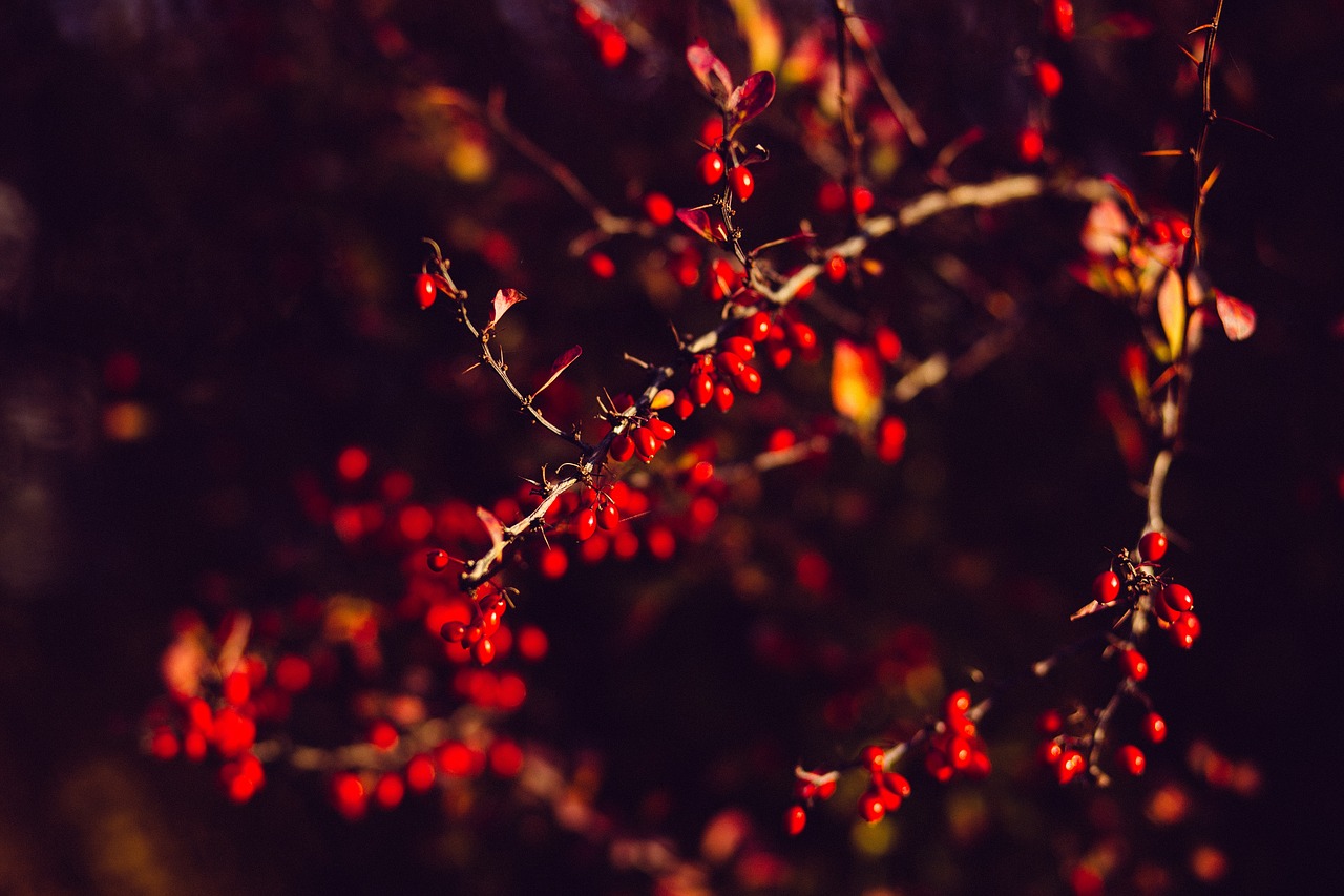 Image - tree branch plant nature dark red