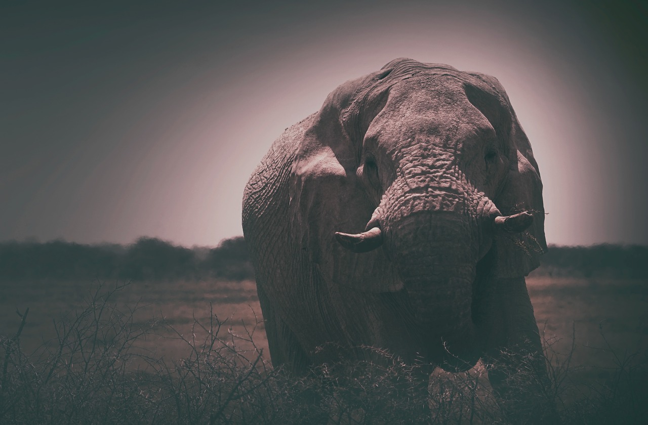 Image - elephant animal mammoth