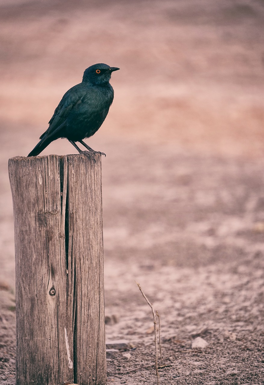 Image - black bird animal wood post