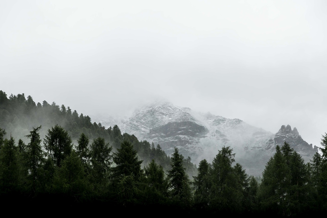 Image - mountain valley tree plant nature