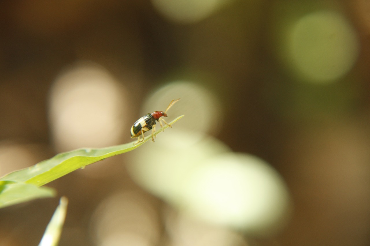 Image - insect macro nature ladybug plant