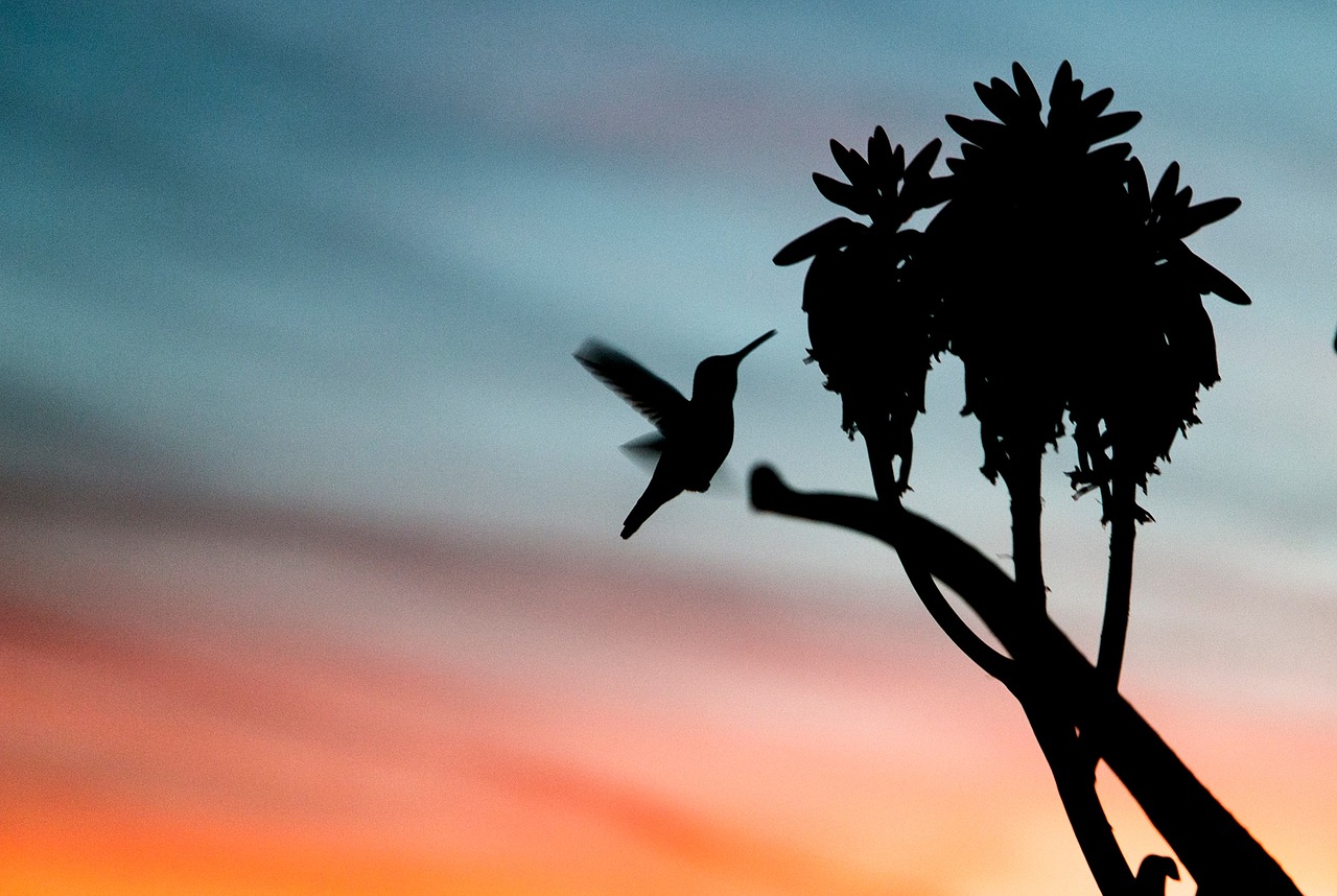 Image - sky sunset bird animal flying