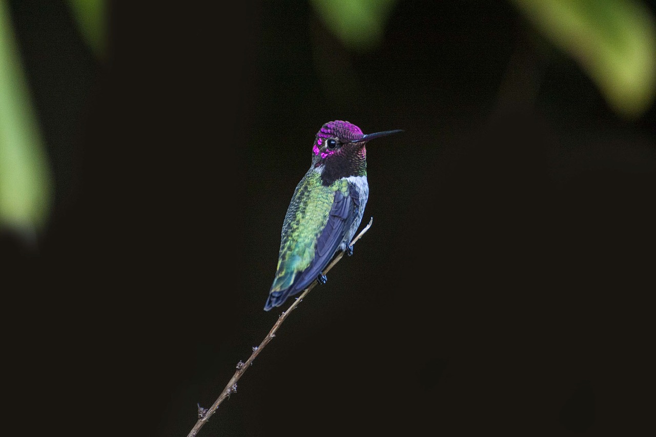 Image - dark branch bird