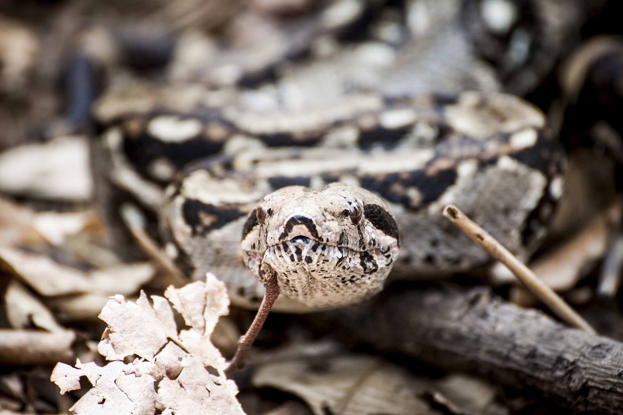 Image - snake animal reptile leaf fall