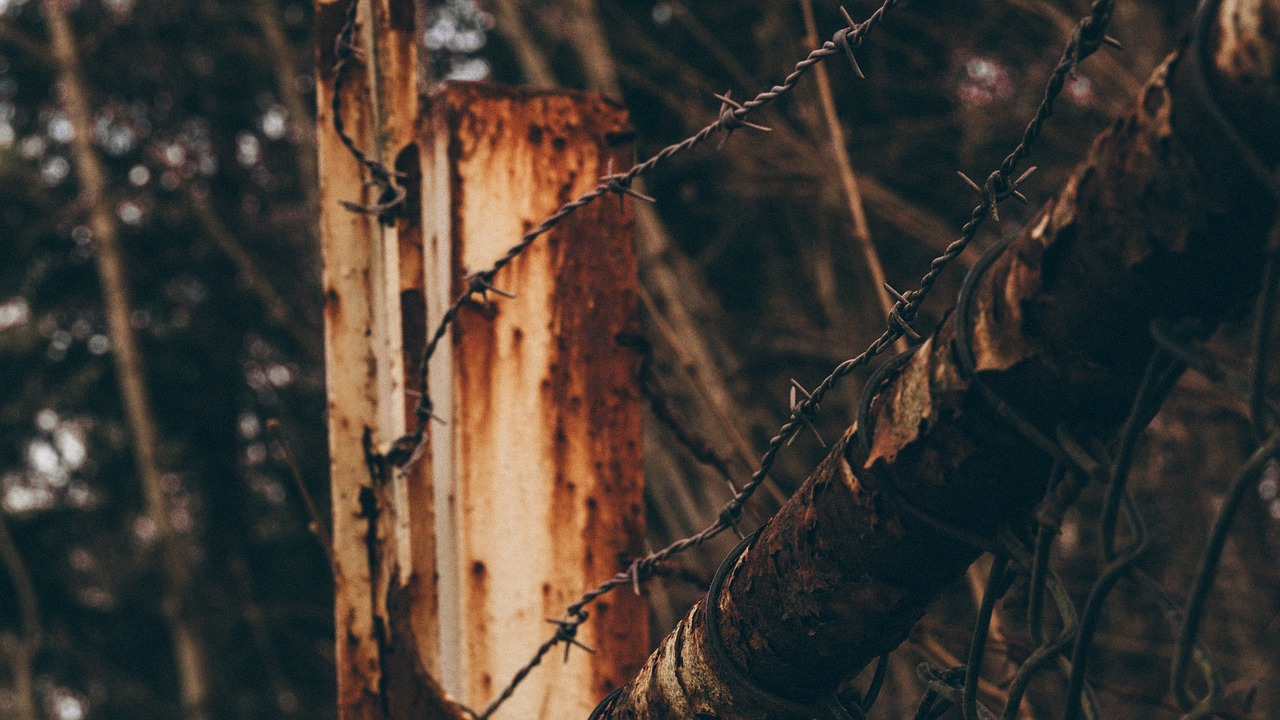 Image - tree wood thorn barbed wire fence