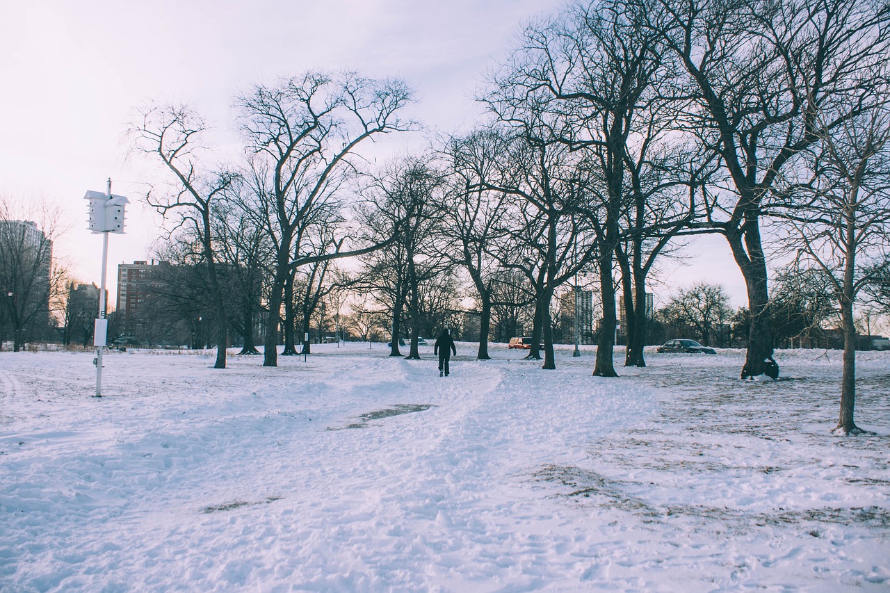 Image - tree plant nature snow winter