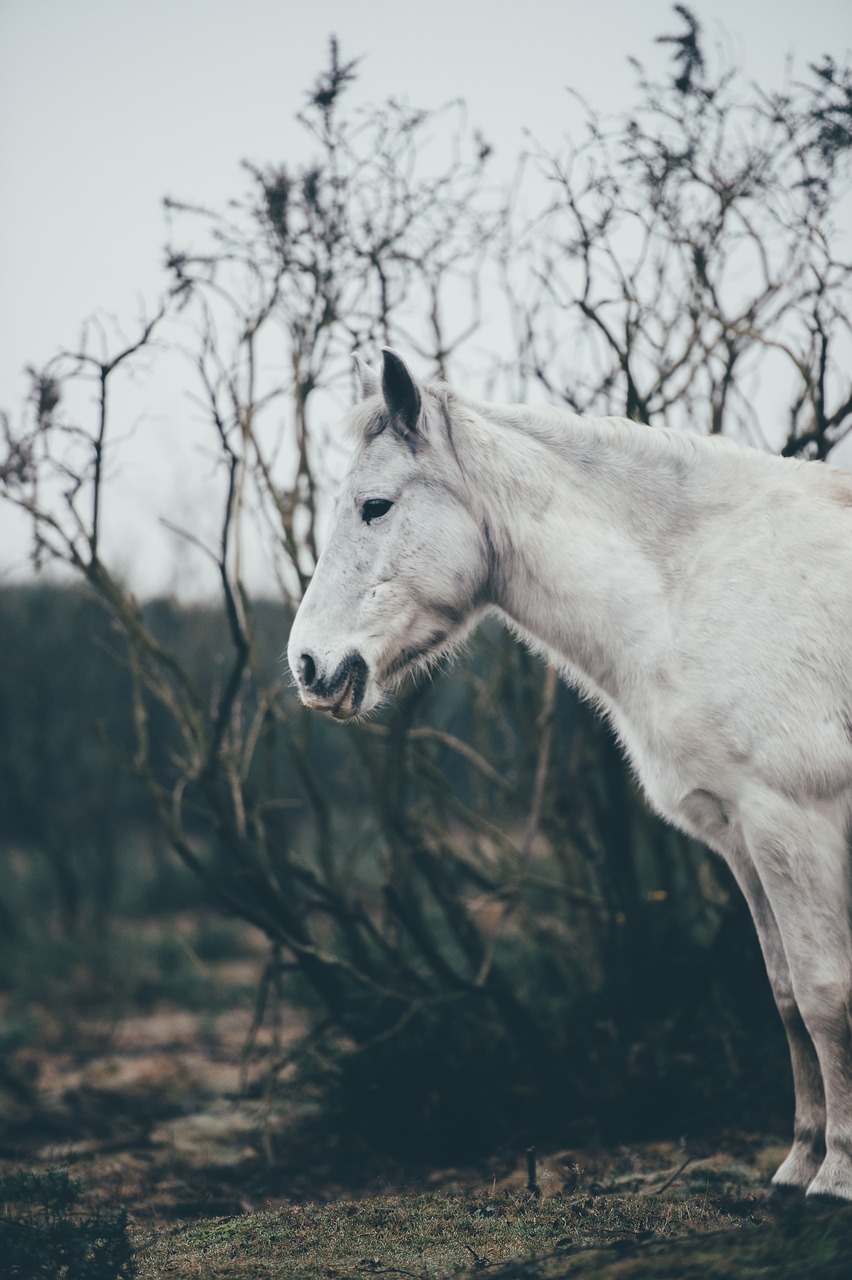 Image - white gorse animal tree branch