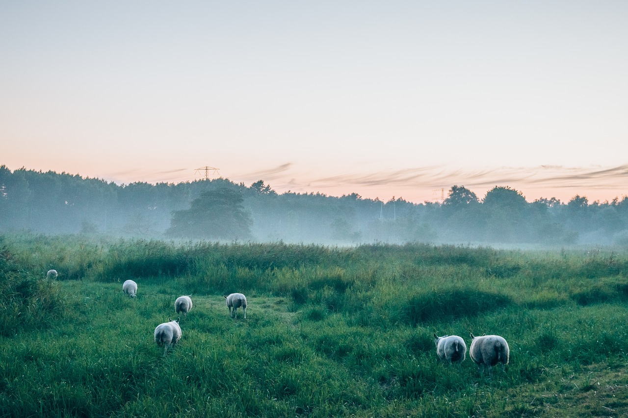 Image - green grass lawn herd sheep