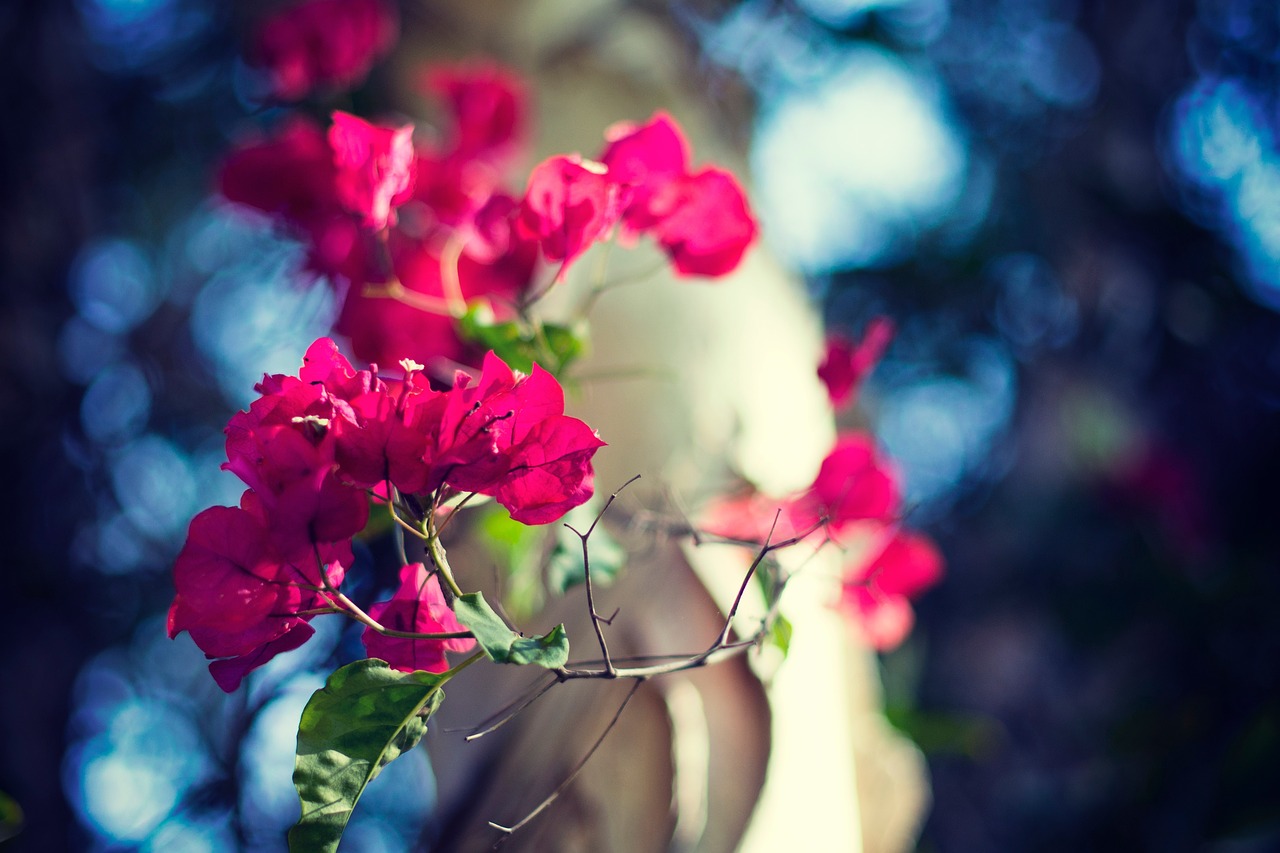 Image - pink petal flower green leaf