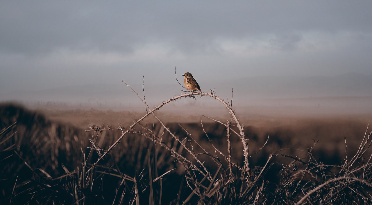 Image - grass plant branch bird animal