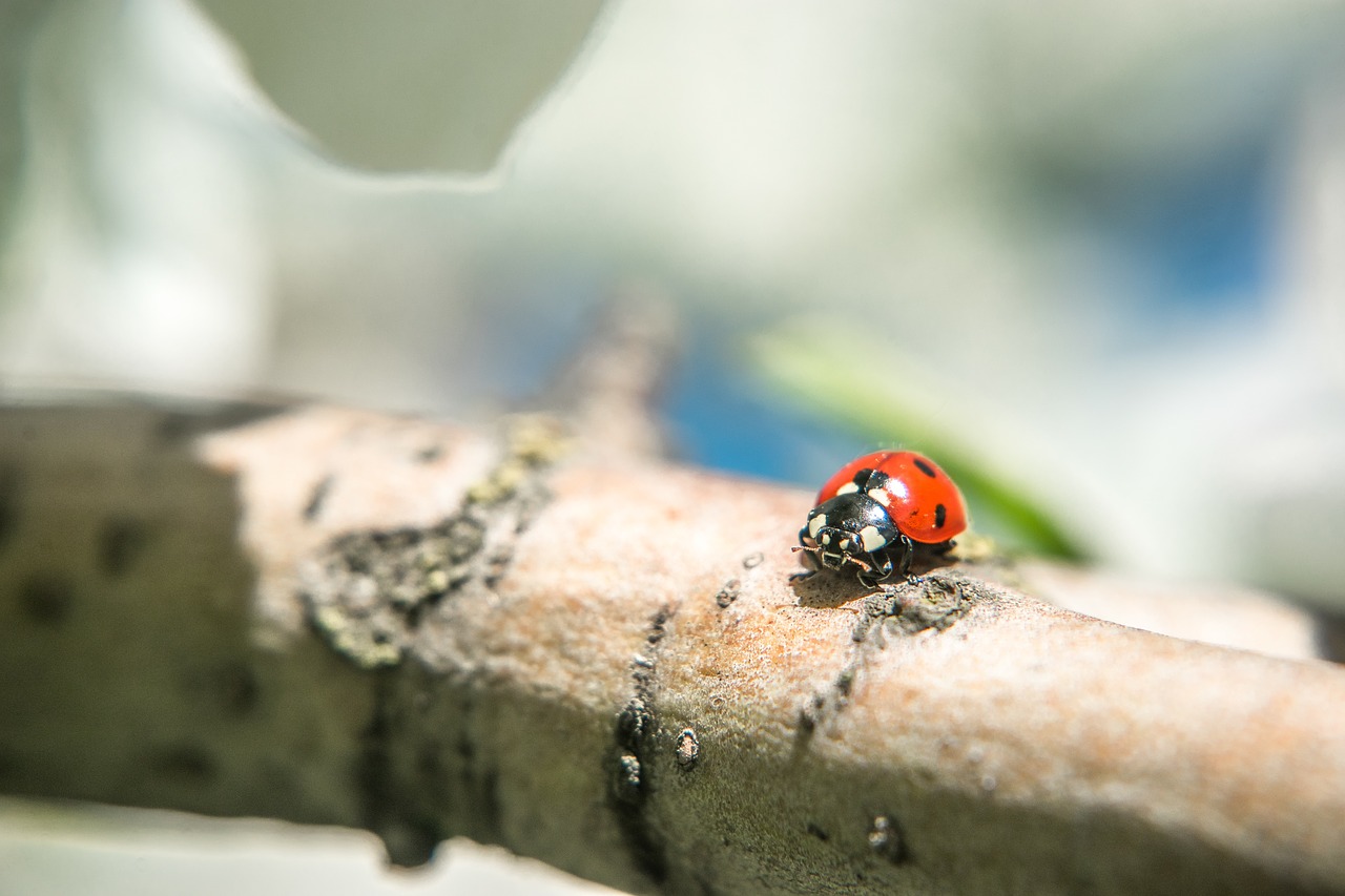 Image - beetle bug insect outdoor branch