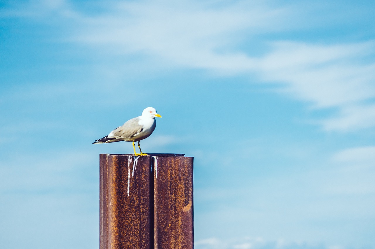 Image - blue sky cloud steel bird