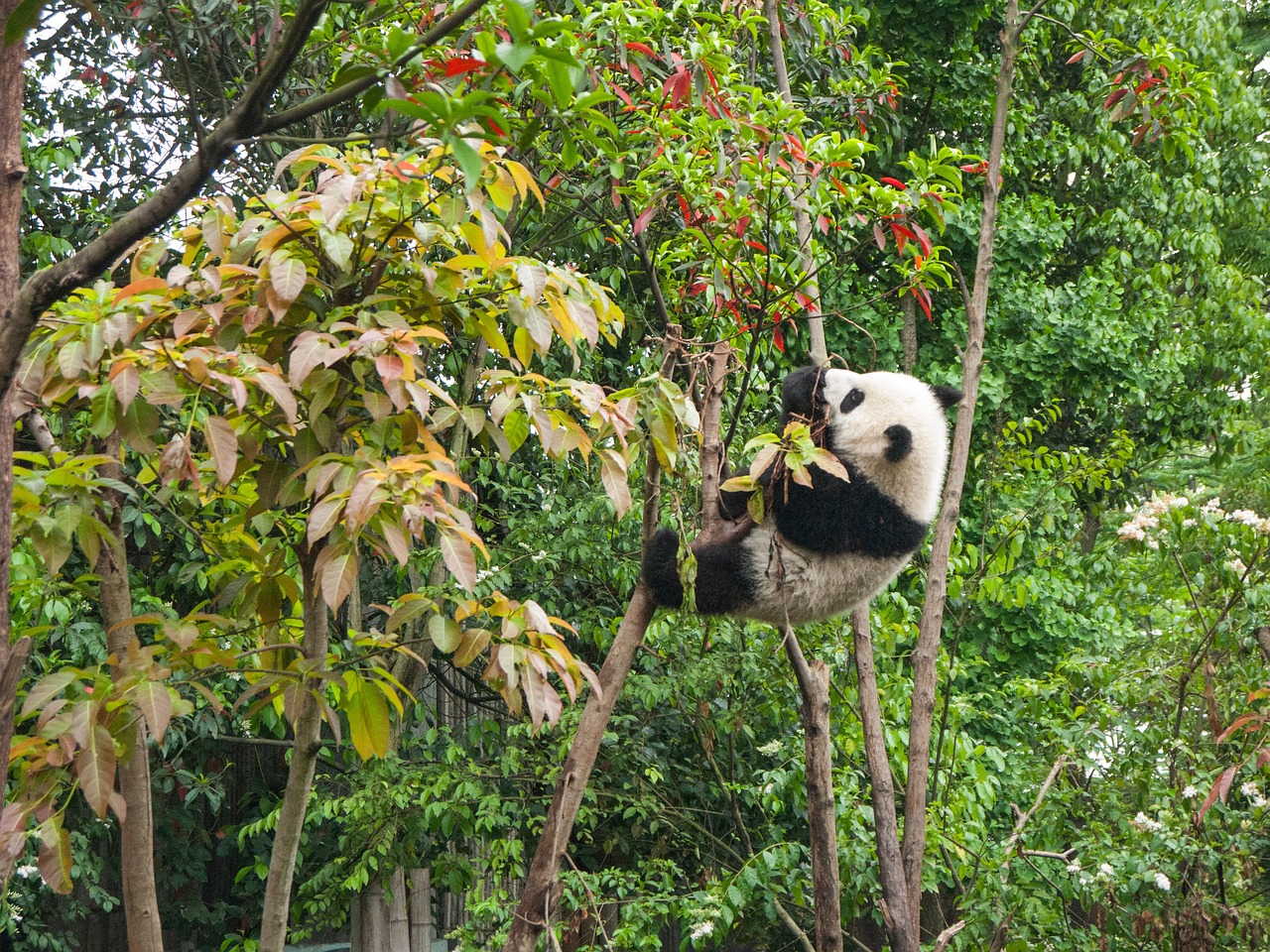 Image - tree plant nature panda bear