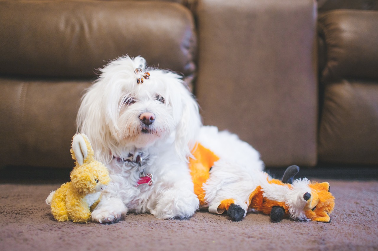 Image - white puppy dog pet animal sofa