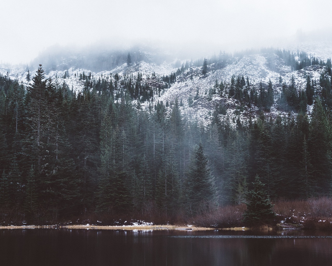 Image - lake water coast trees plants