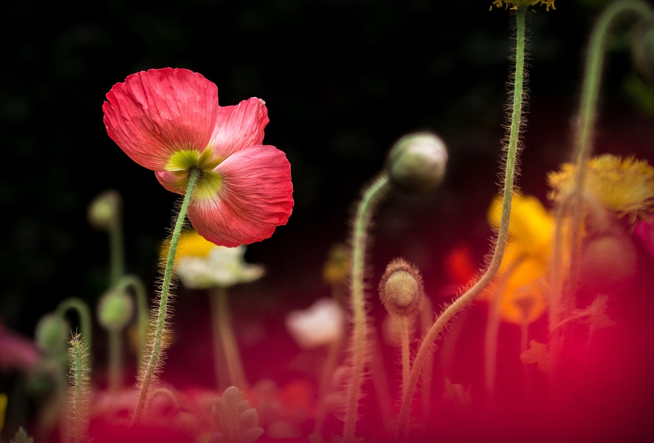 Image - colorful flower plant stem nature