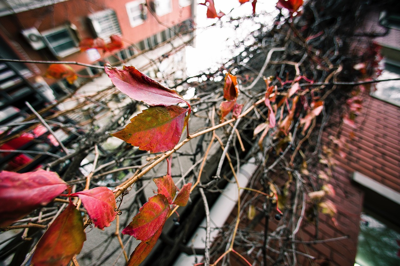 Image - leaf plant autumn fall rooftop