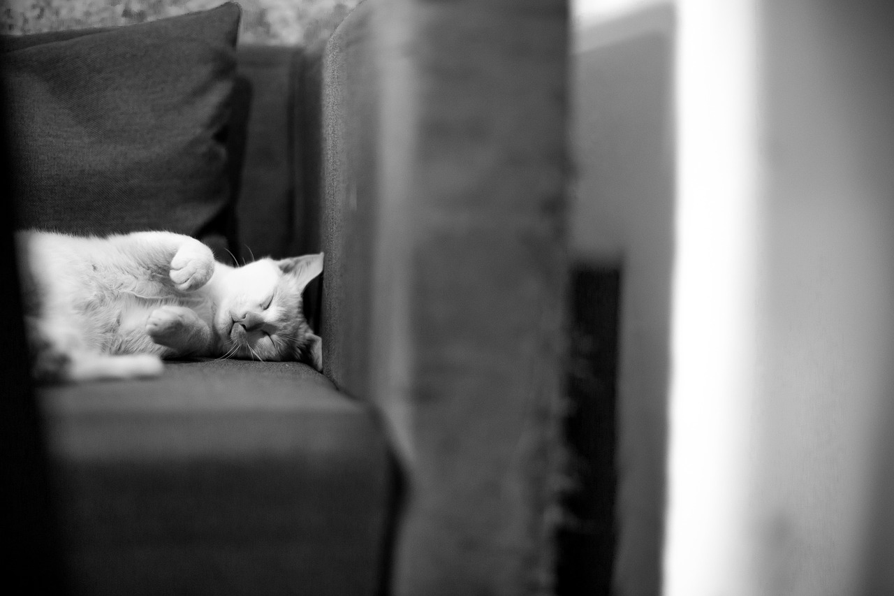 Image - couch sofa cat sleeping pet