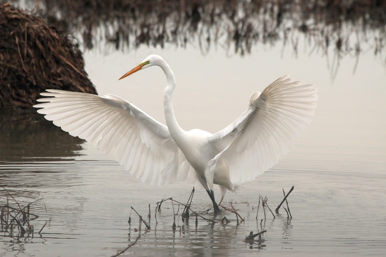 Image - white long neck bird water animal