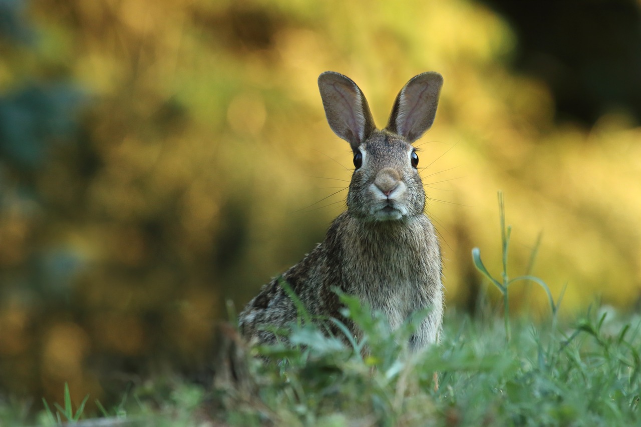 Image - gopher animal green grass outdoor