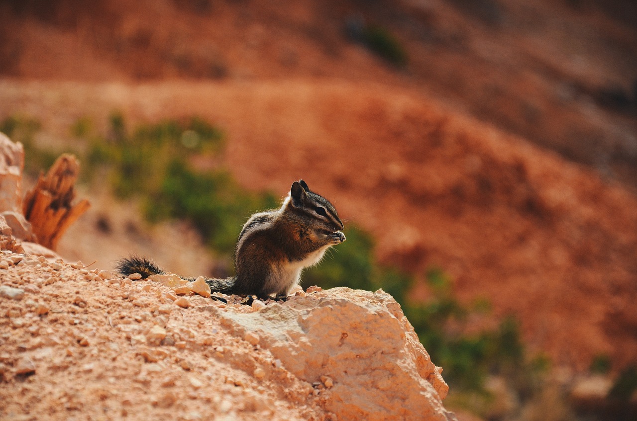 Image - squirrel animal rock landscape