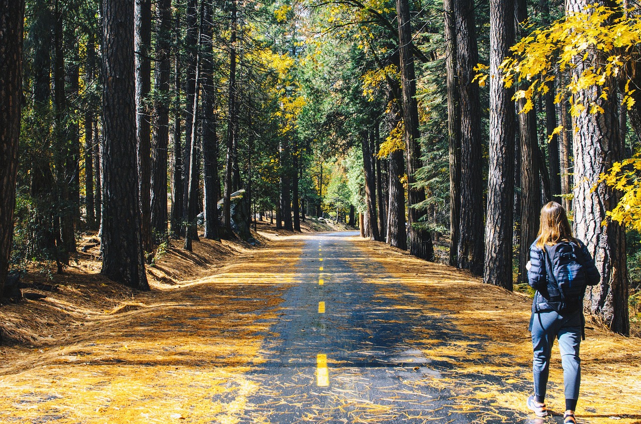 Image - road tree plant forest nature