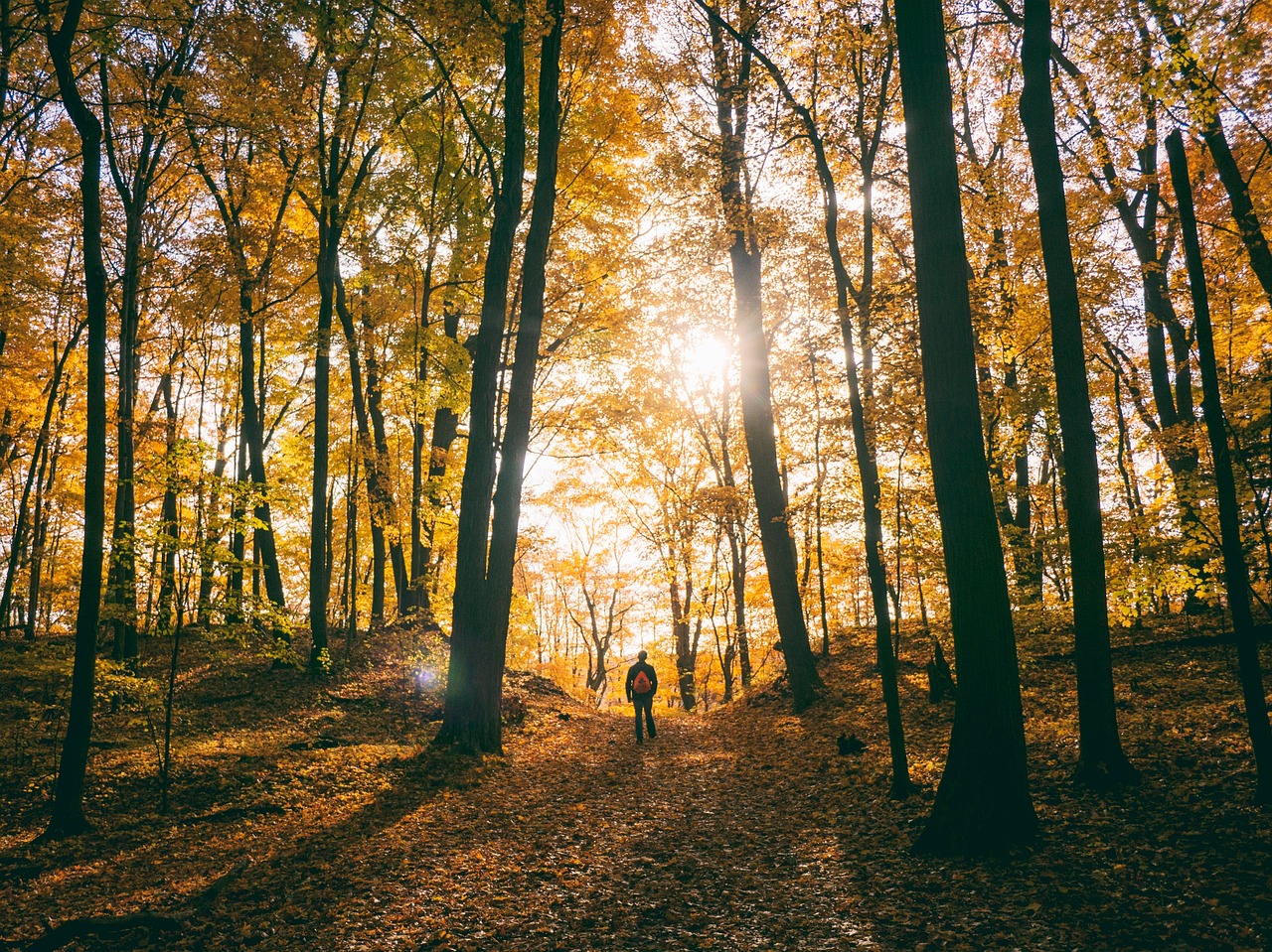 Image - trees plant path autumn sunlight