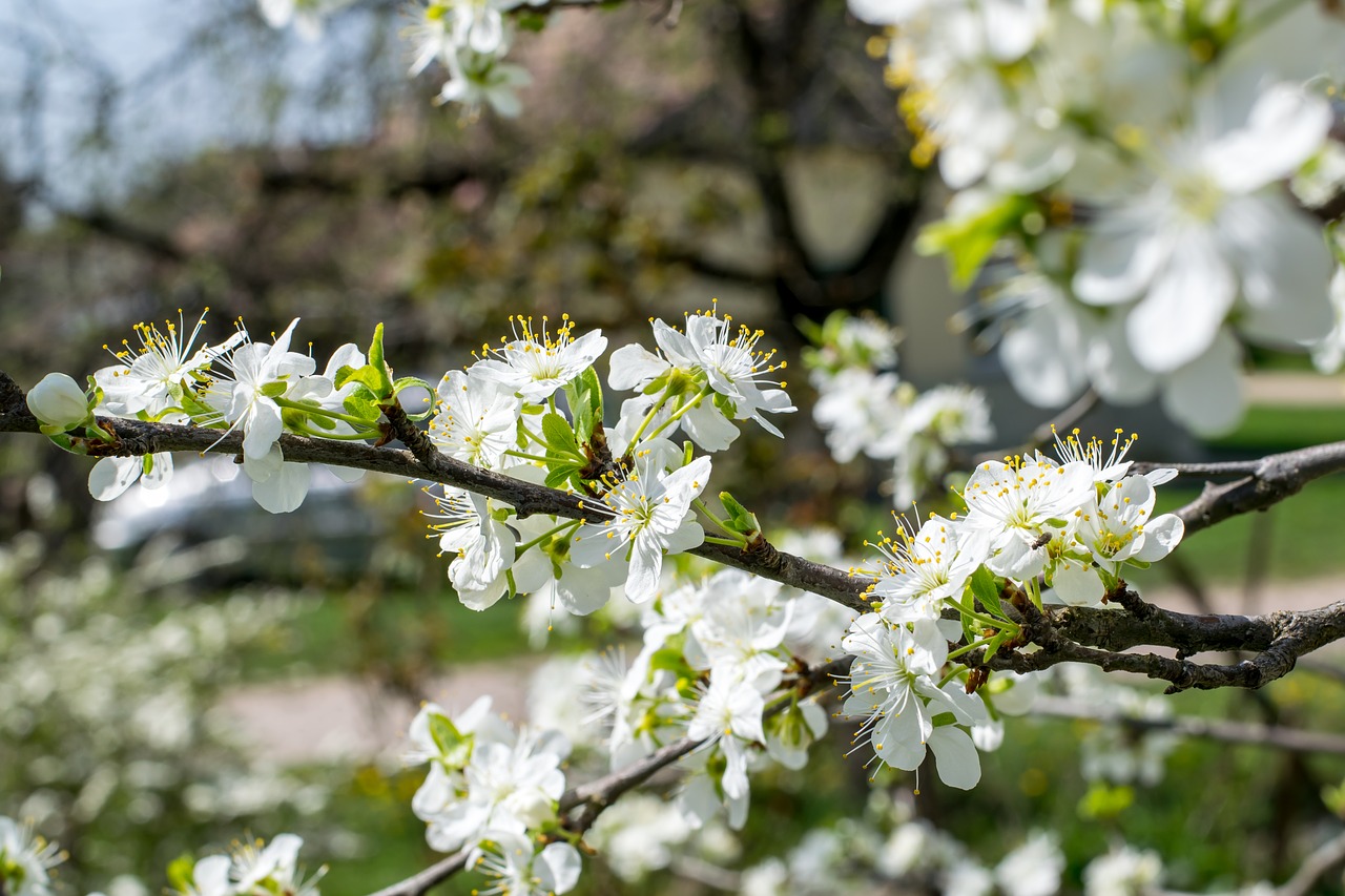 Image - white flower tree plant blur