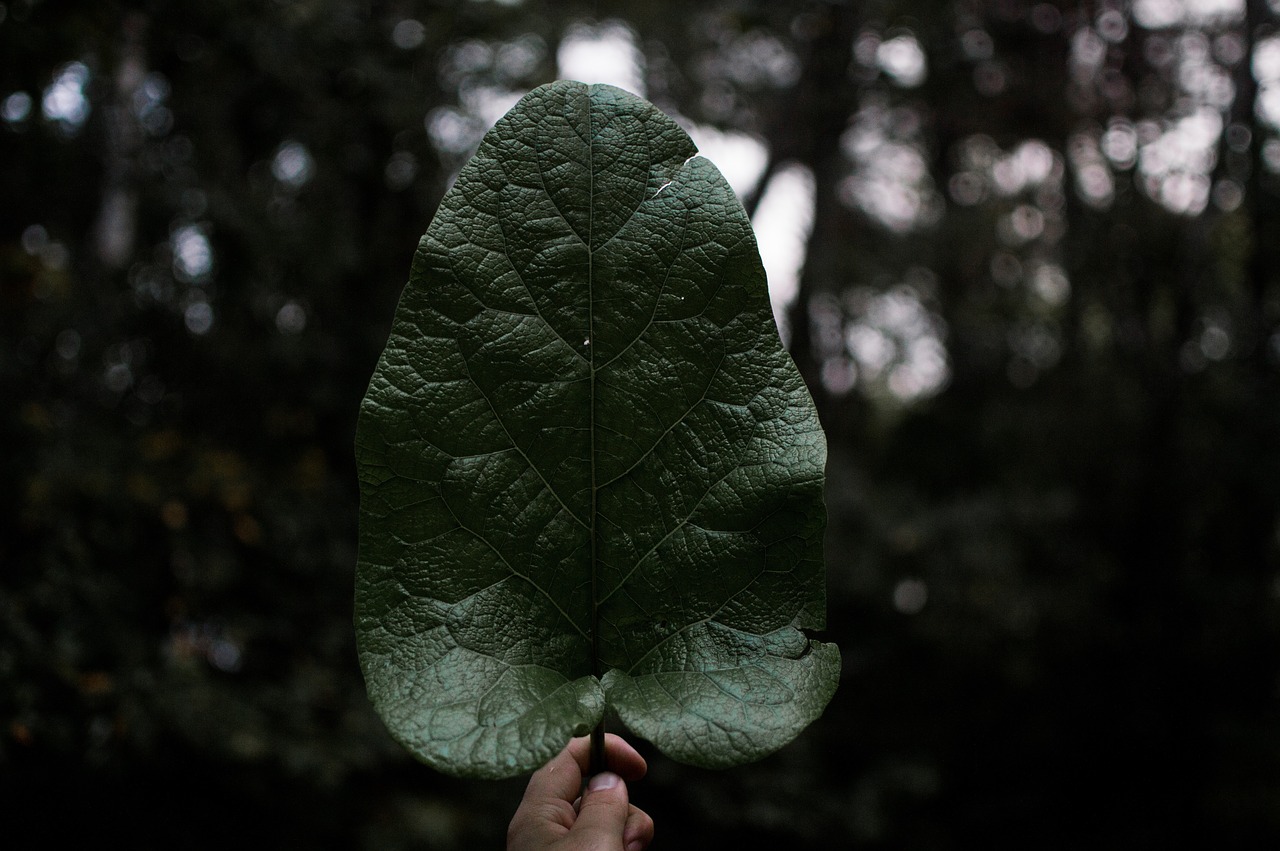 Image - dark green leaf plant hand nature