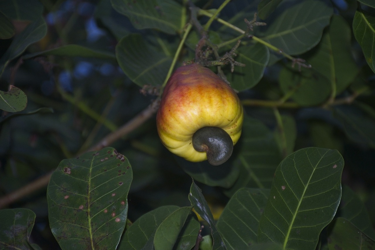 Image - cashew fruit tropical fruit
