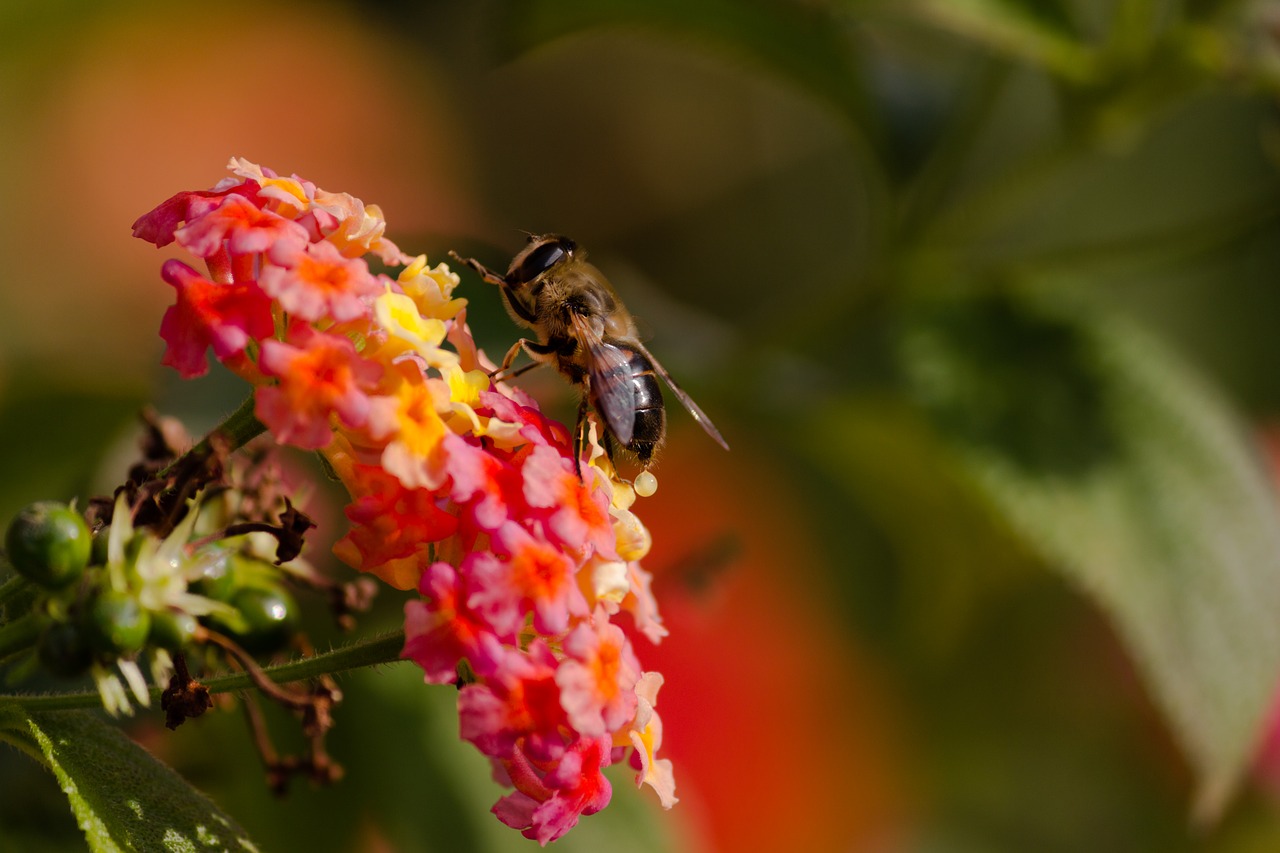 Image - bee insect animal blur pink