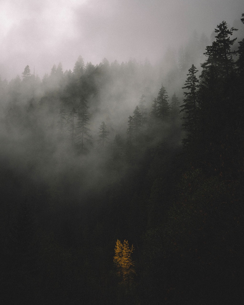 Image - tree plant nature forest