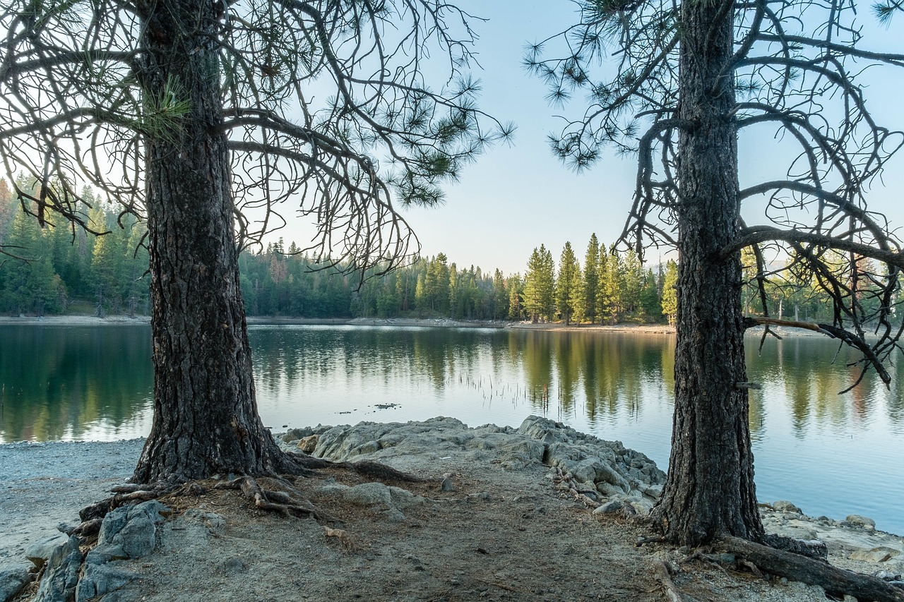 Image - tree plant coast lake water blue