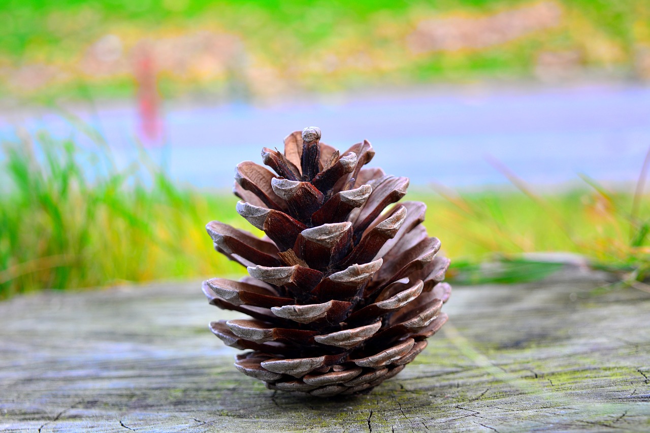 Image - pine cone green grass plant