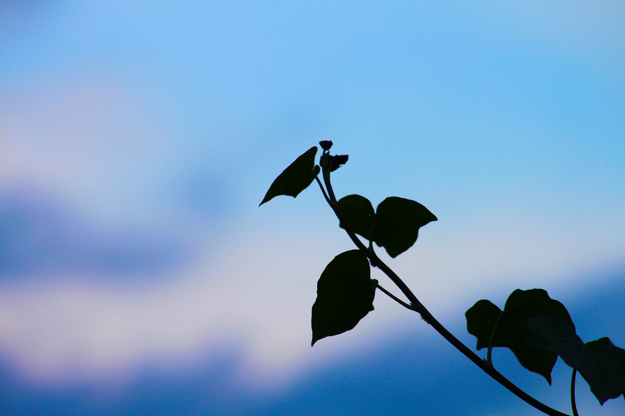 Image - leaf vine plant dark blue sky