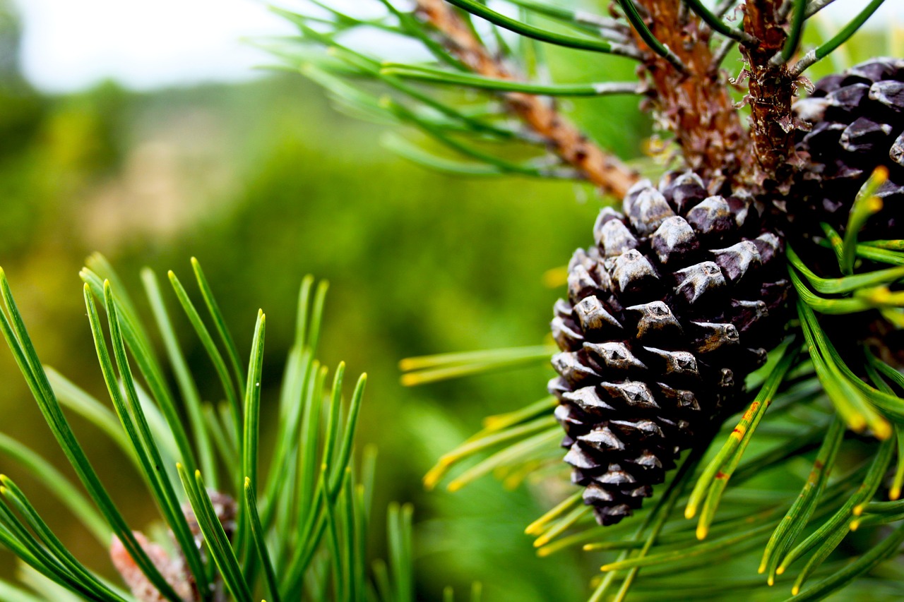 Image - pine cone green tree plant blur