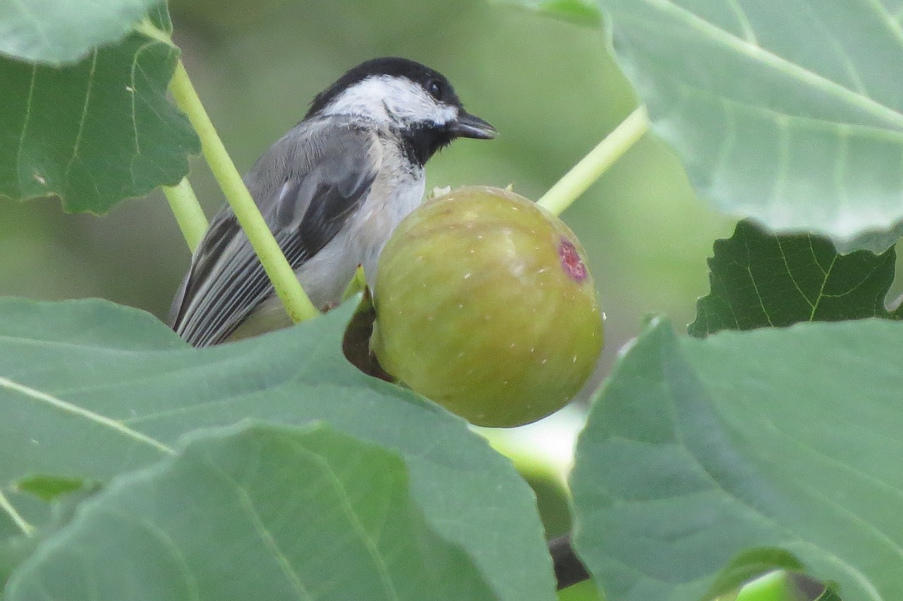 Image - tiny bird chickadee eating fig