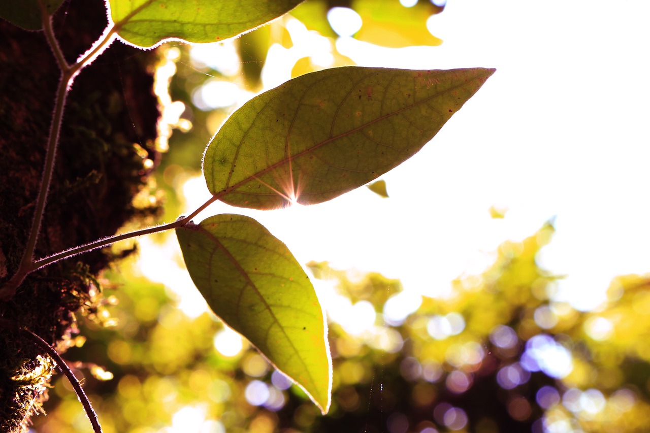 Image - green leaf tree plant nature blur