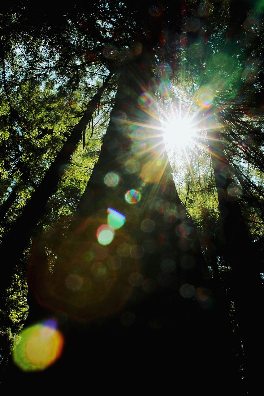 Image - trees plant dark sunrise sunlight