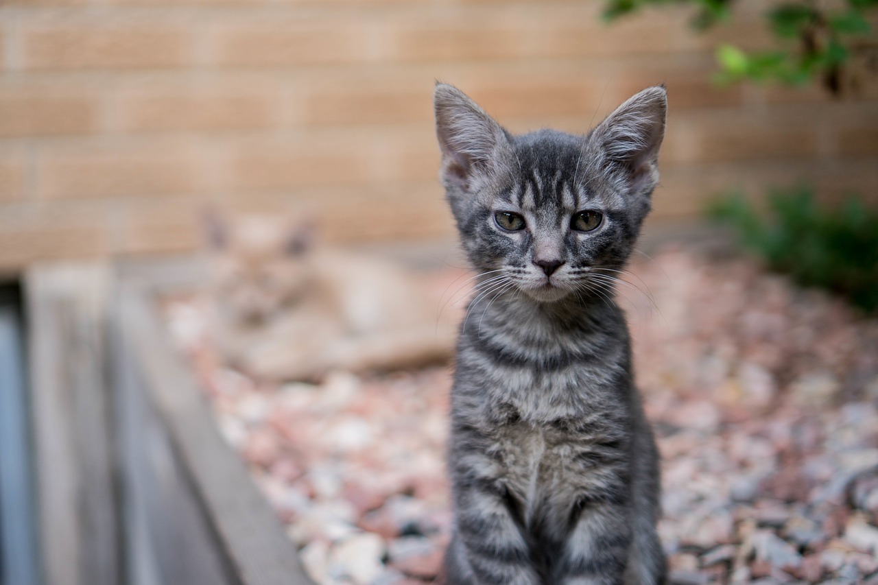 Image - cat kitten pet animal outside