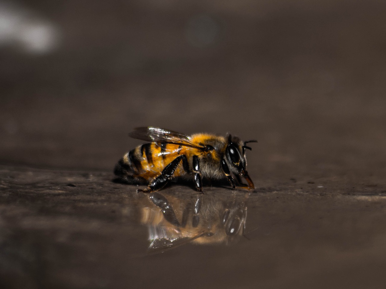 Image - bee insect animal water