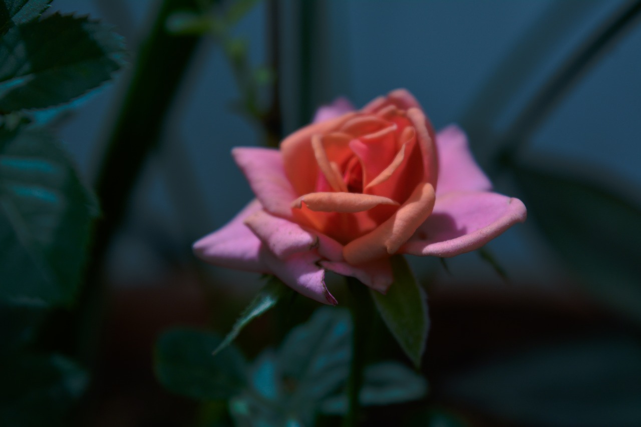 Image - pink petal rose flower plant