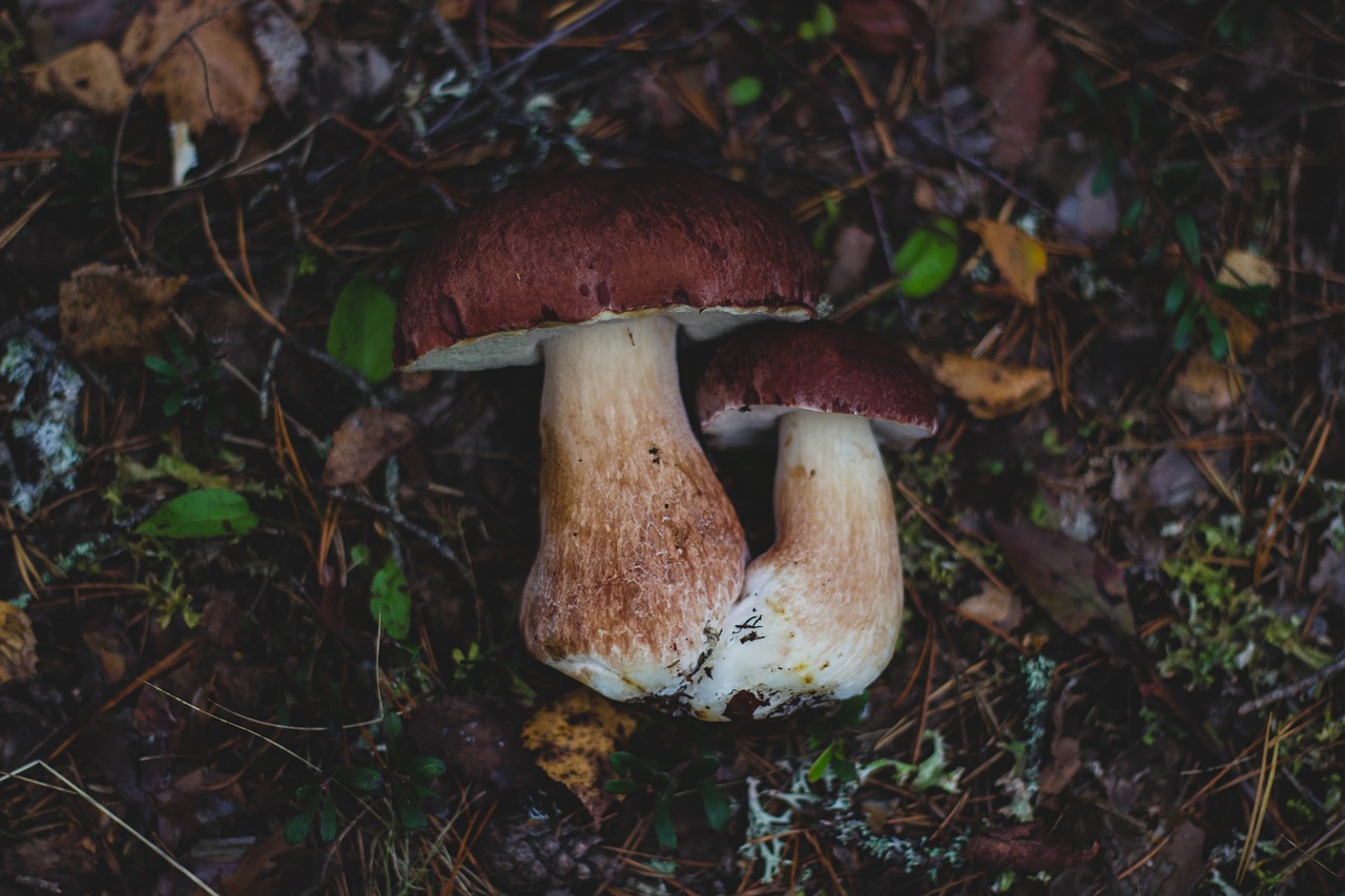 Image - mushroom fungus food outdoor