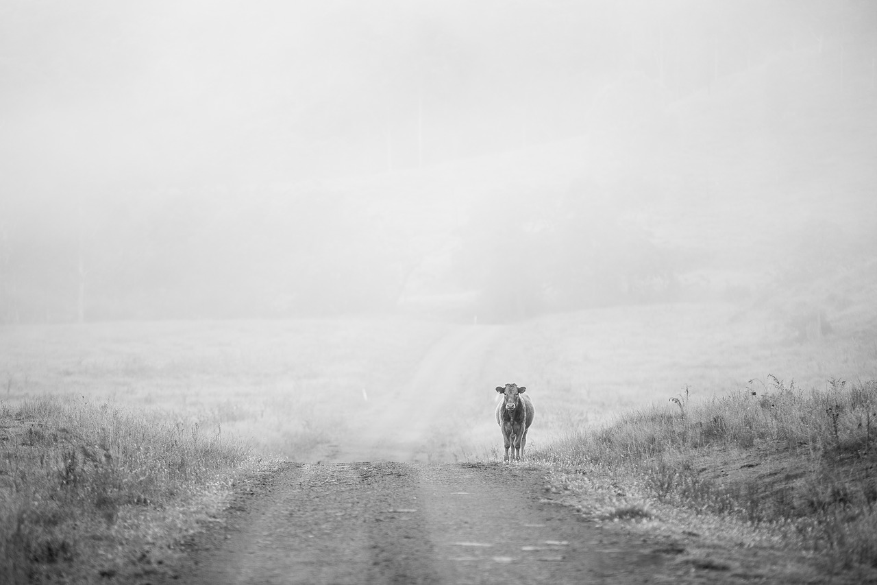 Image - road grass cow cattle animal